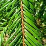 Torreya nucifera 叶