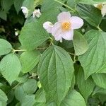 Philadelphus inodorus Blad