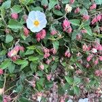 Cistus populifolius Flower