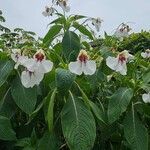 Impatiens tinctoria Цвят