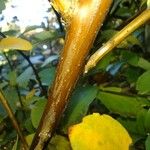 Spiraea chamaedryfolia Ŝelo