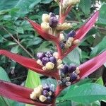 Heliconia psittacorum Fruit