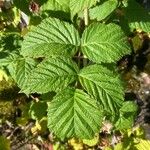 Rubus idaeus Leaf