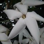 Rosenbergiodendron formosum Kvet