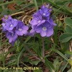 Veronica satureiifolia Costuma