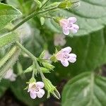 Clinopodium nepeta 花