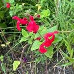 Salvia microphylla 葉