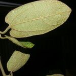 Aristolochia tonduzii ഇല