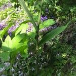 Hedychium coccineum Casca