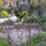 Syringa vulgaris 葉