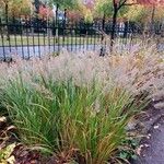 Calamagrostis arundinacea Fruto