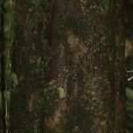 Micrandra rossiana 樹皮