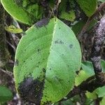 Geniostoma borbonicum Frunză