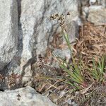 Luzula alpinopilosa Hábito