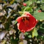 Abutilon striatum Цвят