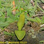 Ophioglossum lusitanicum Frutto