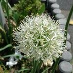 Allium cepa Blomst