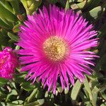 Carpobrotus acinaciformisᱵᱟᱦᱟ