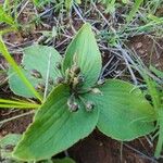 Craterostigma plantagineum Fruit