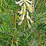 Astragalus trichopodus ᱵᱟᱦᱟ