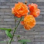 Rosa foetida Virág