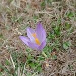 Crocus autumnalis Кветка