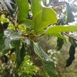 Gaiadendron punctatum Blatt