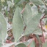 Simmondsia chinensis Φύλλο
