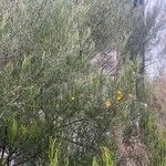 Senna artemisioides Blüte