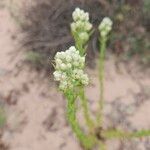 Pseudognaphalium californicum Flower