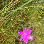 Calopogon tuberosus Kvet