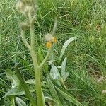 Crepis conyzifolia Λουλούδι