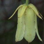 Dubouzetia acuminata Fruto