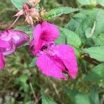 Impatiens glandulifera Floare