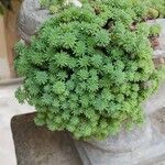 Sedum hispanicumFoglia