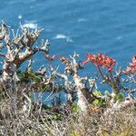 Tylecodon paniculatus 整株植物