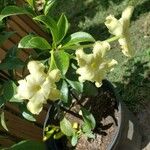 Brunfelsia americana Blomst