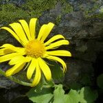 Doronicum grandiflorum Bloem