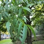 Carya illinoinensis Folha