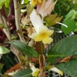 Drymonia conchocalyx Flower