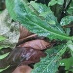 Hippobroma longiflora Blatt