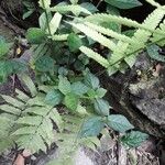 Cyathula prostrata Blatt