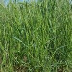 Agropyron cristatum Folha