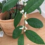 Citrus × aurantiifolia Cvet