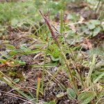 Agrostis pilosula Habit