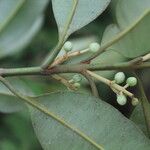 Calophyllum brasiliense Frukto