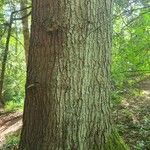 Abies grandisBark