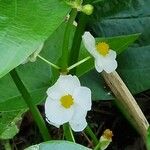 Sagittaria latifolia Blüte