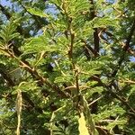 Vachellia nilotica Blatt