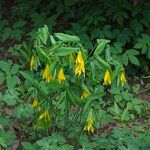 Uvularia grandiflora 花